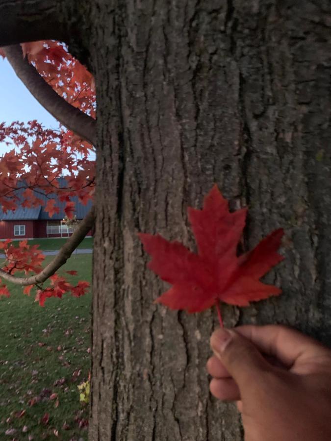 Maple Leaf Hotel نيجومبو المظهر الخارجي الصورة